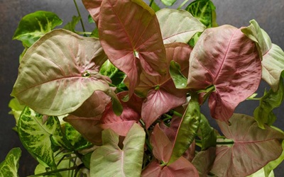 Daun Sirih Merah 1