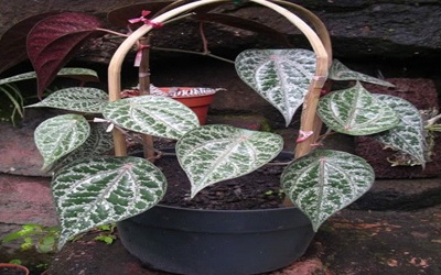 Daun Sirih Merah 2
